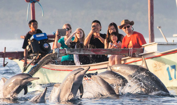 Dolphins and a boat at Lovina
