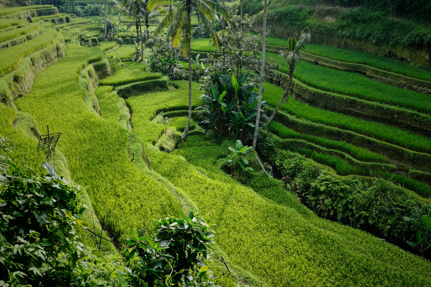 Tegallalang Rice Terraces